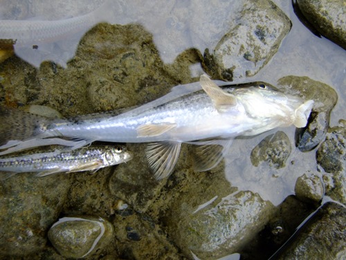 另外,化龙山鱼类资源9个科属分别属于南亚和东亚两个类群